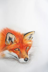 Artwork by Samantha Sherriff