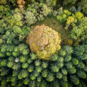 Aerial photo by Richard Cross