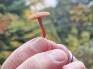 October Mushroom Walk