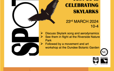 Celebrating Skylarks