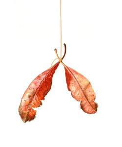 Wishbone leaf by Marianne Hazlewood